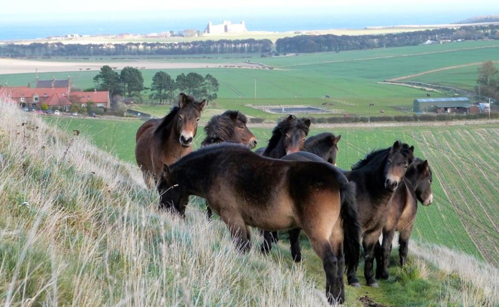 North Berwick Ponies